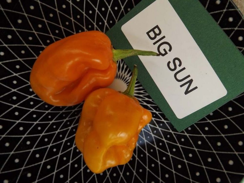 Habanero Big Sun chili - Csípős paprika ritkaságok az Egzotikus Növények Stúdiója kínálatában